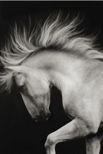 A dynamic black-and-white image of a white horse with a flowing mane, its head tilted to the side in motion.