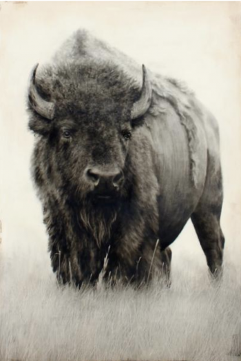 A striking black-and-white portrait of a bison standing in a grassy field, capturing its rugged texture and calm expression.