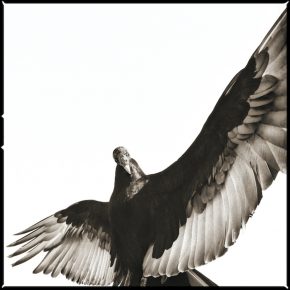A dramatic black-and-white image of a turkey vulture with wings spread wide, its pose commanding attention against a white backdrop.